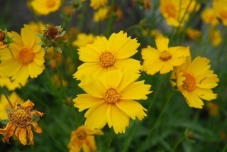 写真:オオキンケイギクの花
