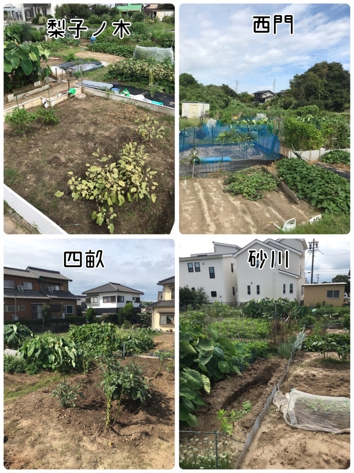 写真:小菜園