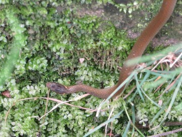 写真：ヒバカリ